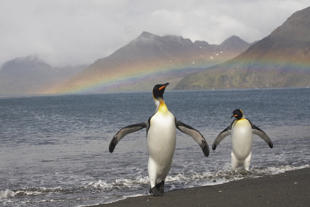 Detail of Rainbow and King Penguins on South Georgia Island by Anonymous