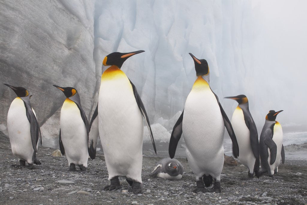 Detail of King and Gentoo Penguins on South Georgia Island by Anonymous