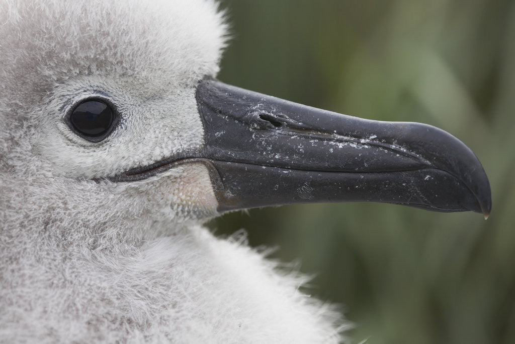 Detail of Gray-Headed Albatross Chick on South Georgia Island by Anonymous