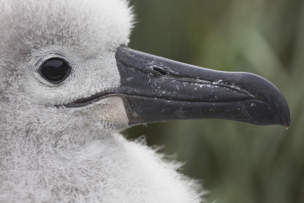 Detail of Gray-Headed Albatross Chick on South Georgia Island by Corbis