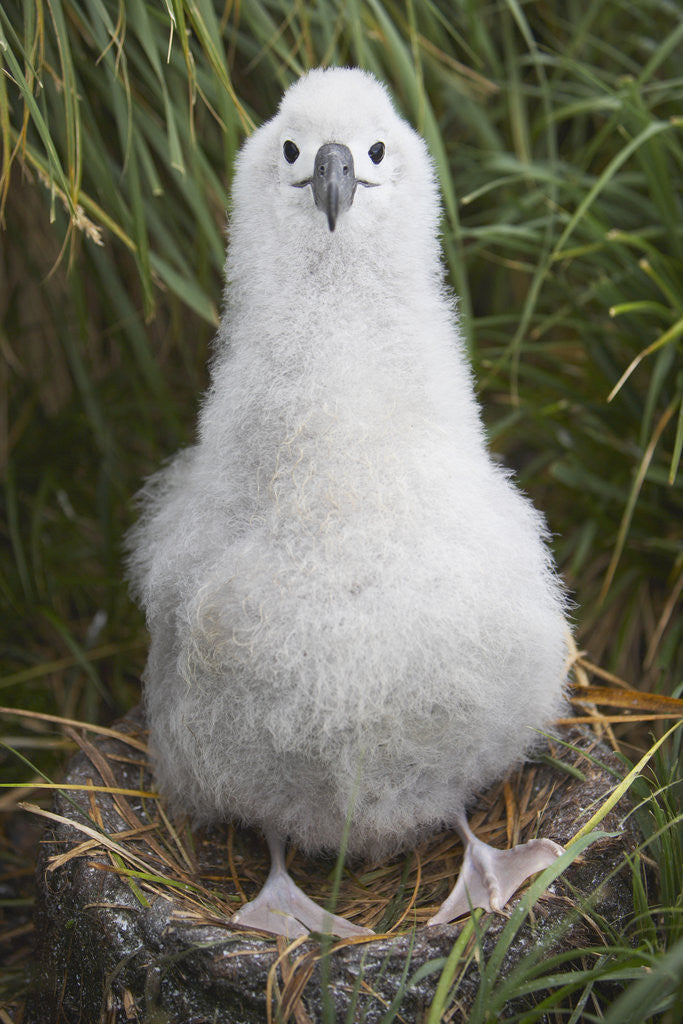 Detail of Gray-headed Albatross Chick on South Georgia Island by Anonymous