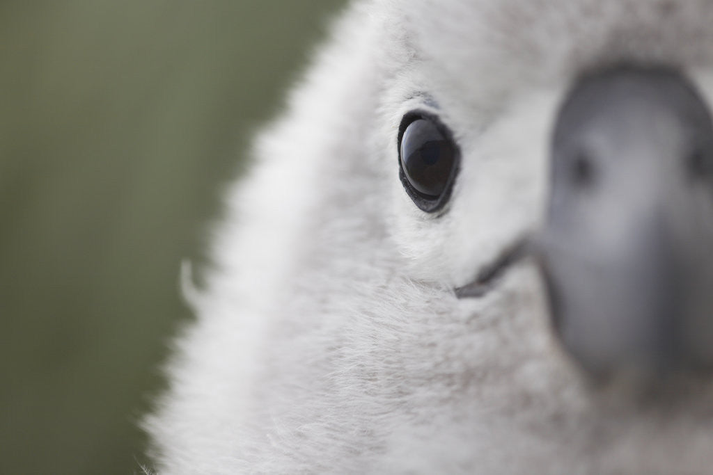 Detail of Gray-Headed Albatross Chick on South Georgia Island by Anonymous