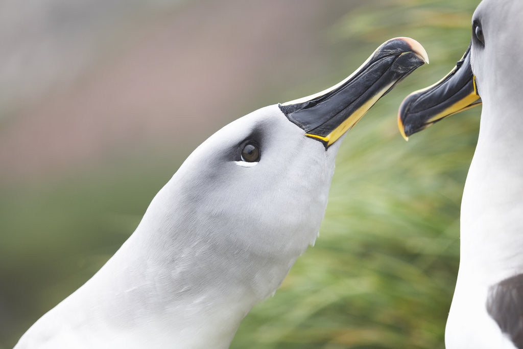 Detail of Courtship of Gray-Headed Albatrosses on South Georgia Island by Anonymous