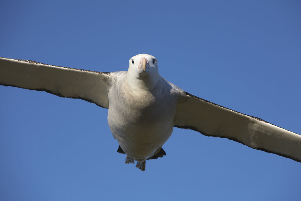 Detail of Wandering Albatross in Flight at South Georgia Island by Anonymous