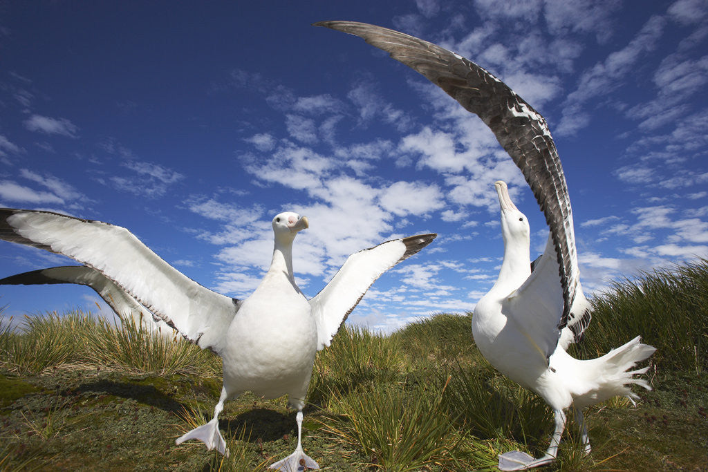 Detail of Wandering Albatrosses on South Georgia Island by Anonymous