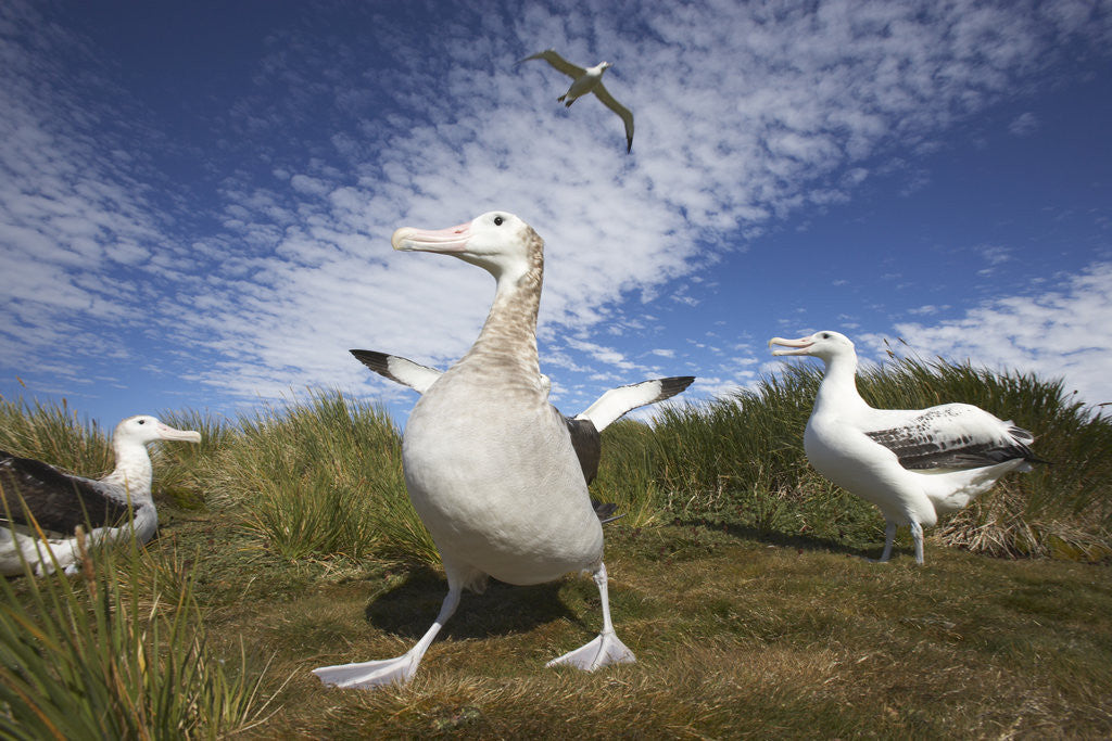 Detail of Wandering Albatrosses on South Georgia Island by Anonymous