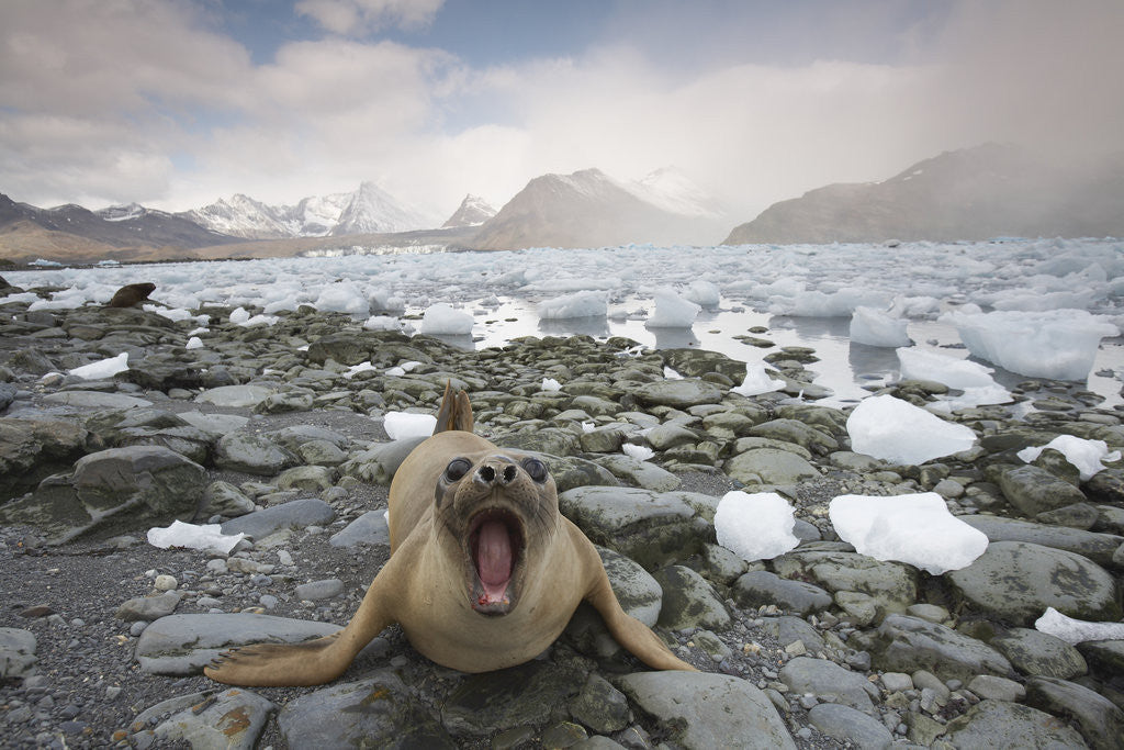 Detail of Elephant Seal on South Georgia Island by Anonymous