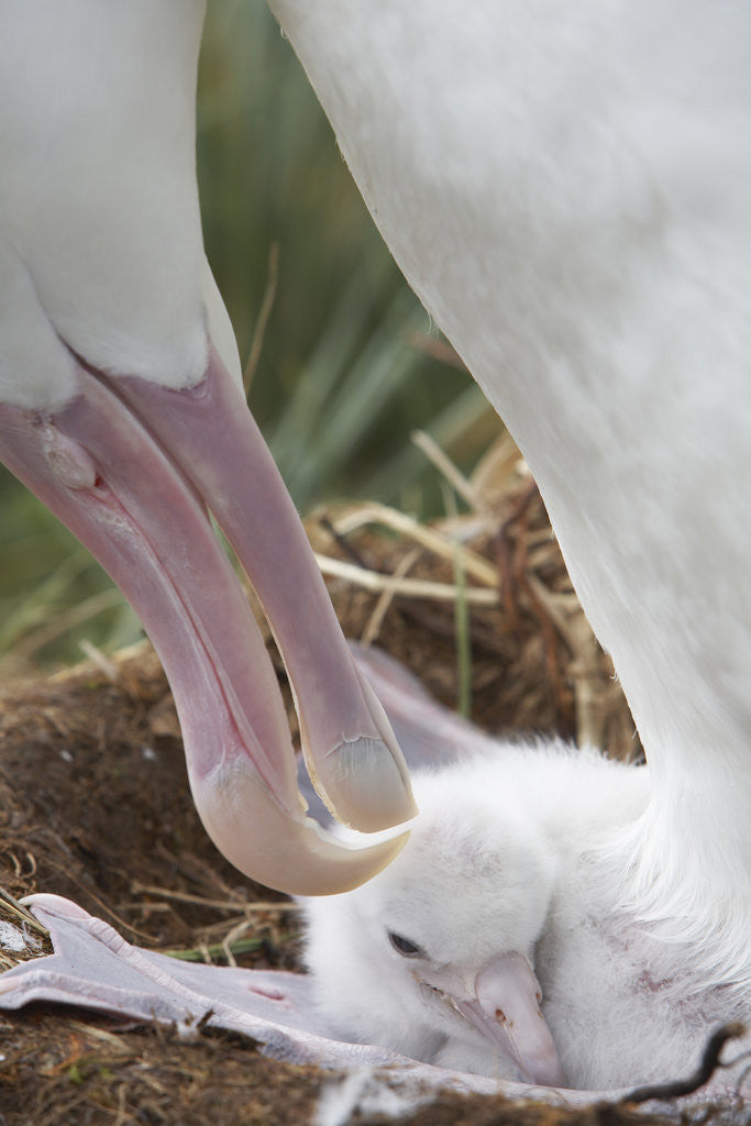 Detail of Wandering Albatross Adult and chick in Nest by Anonymous