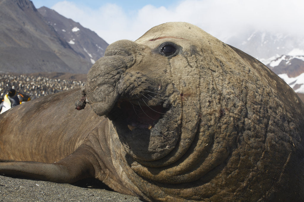 Detail of Elephant Seal on South Georgia Island by Corbis
