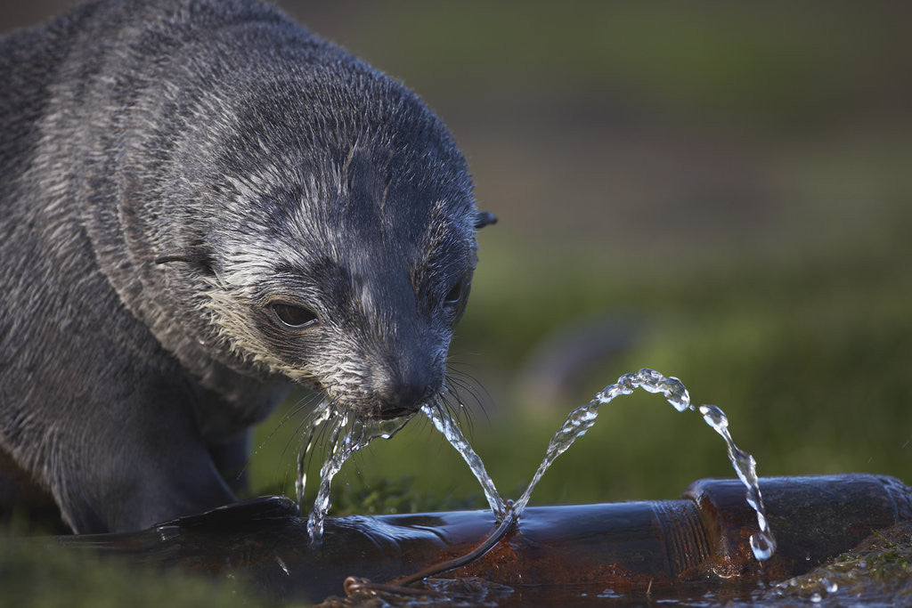 Detail of Antarctic Fur Seal Drinking from Leaking Water Pipe by Anonymous