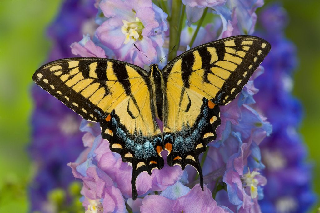 Detail of Female Eastern Tiger Swallowtail Butterfly on Delphinium by Anonymous