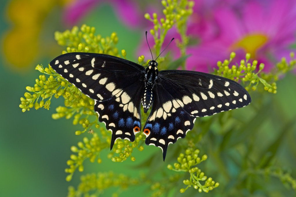 Detail of Female Black Swallowtail Butterfly on Colorful Flowers by Anonymous