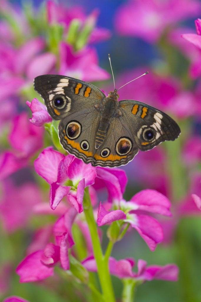 Detail of Buckeye Butterfly by Corbis