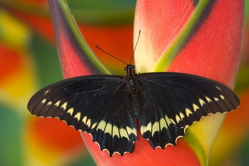 Detail of Polydamas Swallowtail Butterfly on Heliconia Flower by Anonymous