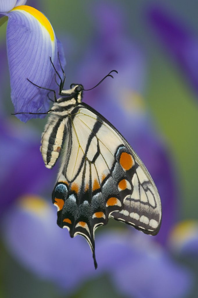 Detail of Eastern Tiger Swallowtail at Rest on a Dutch Iris by Anonymous