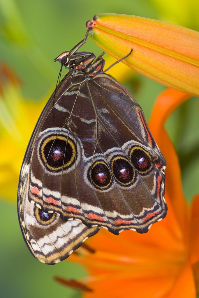 Detail of Blue Morpho Resting on an Orange Asiatic Lily by Anonymous