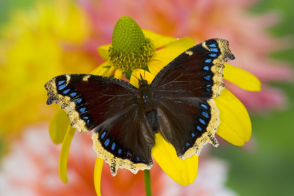 Detail of Morning Cloak North American Butterfly by Anonymous