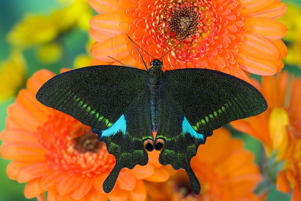 Detail of Paris Peacock Butterfly on Orange Gerber Daisy by Anonymous