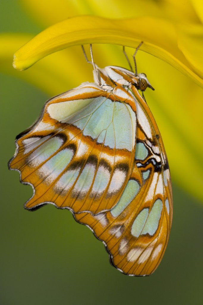 Detail of Malchite Butterfly on Petal of Yellow Asiatic Lily by Corbis