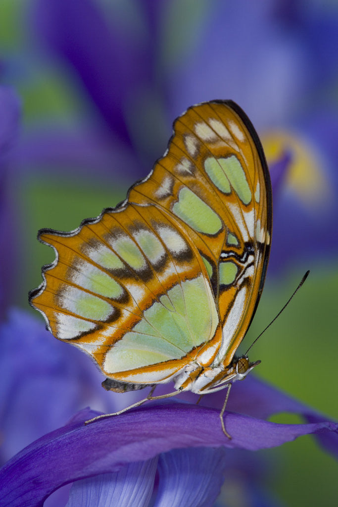 Detail of Malachite Butterfly Resting on an Iris by Anonymous