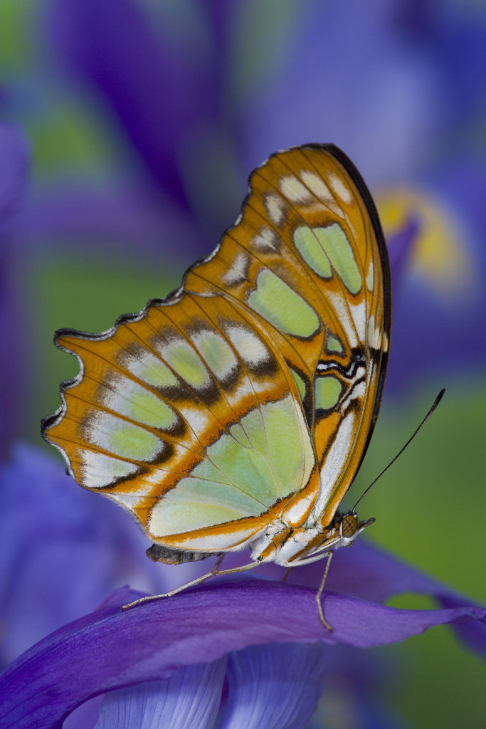 Detail of Malachite Butterfly Resting on an Iris by Corbis