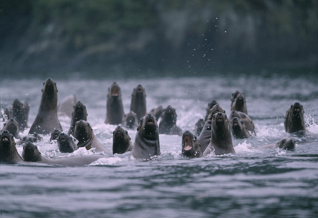 Detail of Steller Sea Lions Swimming in Alaska by Anonymous
