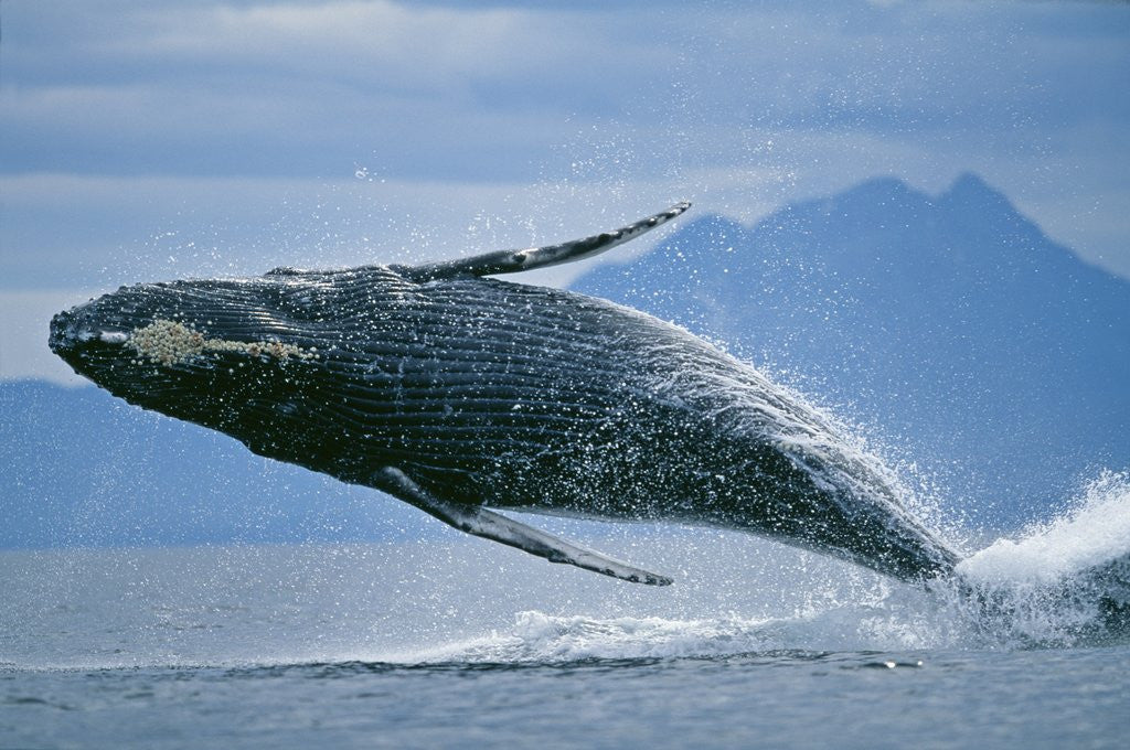 Detail of Breaching Humpback Whale by Corbis