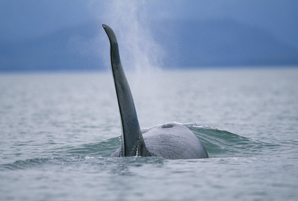 Detail of Dorsal Fin of Orca Whale in Alaska by Anonymous