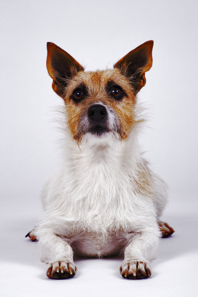 Detail of Alert Dog by Anonymous