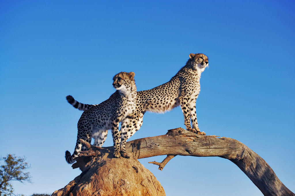 Detail of Cheetahs by Corbis