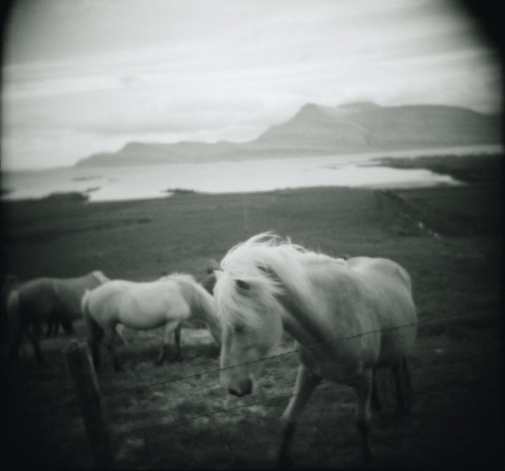 Detail of Horses in Pasture by Anonymous