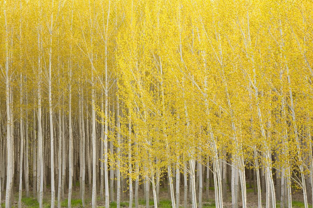 Detail of Row of Trees by Anonymous
