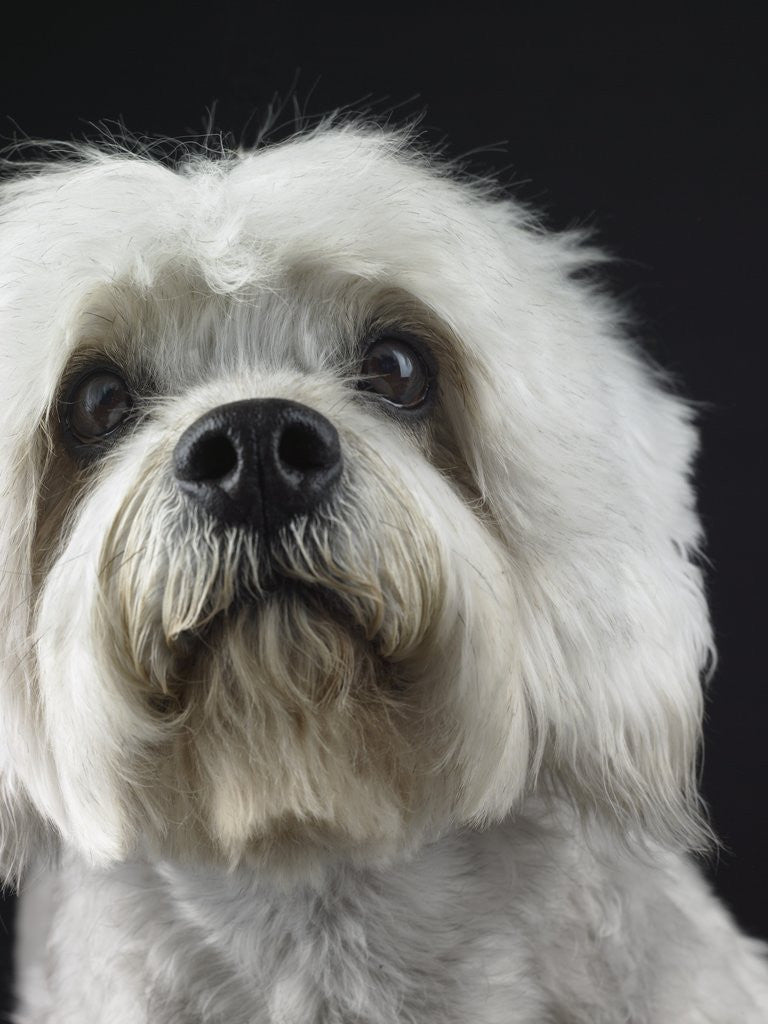 Detail of Dandie Dinmonts Terrier by Anonymous