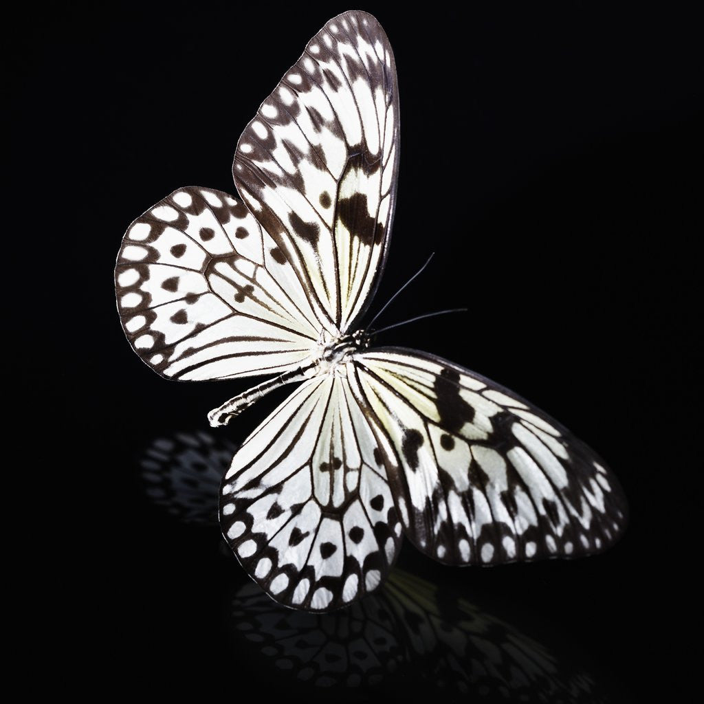 Detail of Butterfly by Anonymous