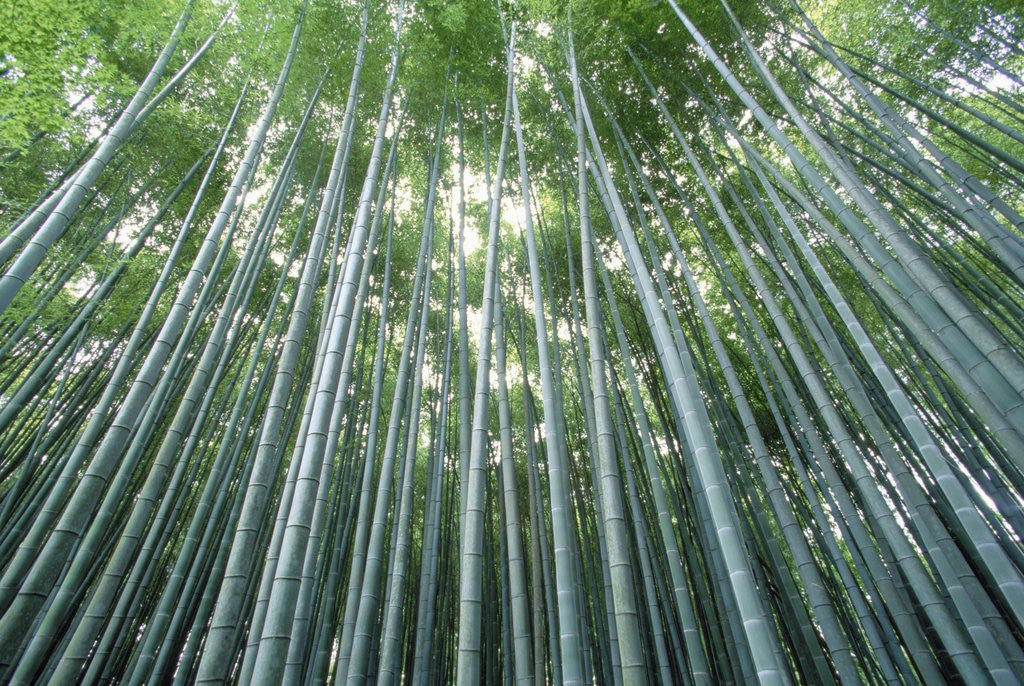 Detail of Grove of Japanese Bamboo by Anonymous