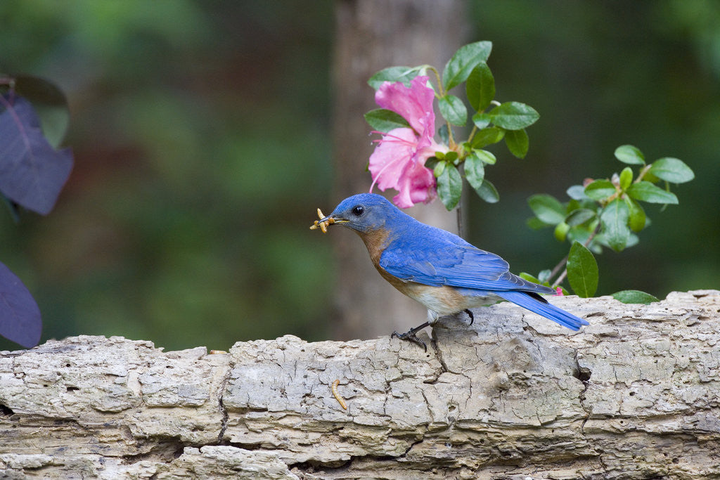 Detail of Eastern Bluebird by Anonymous