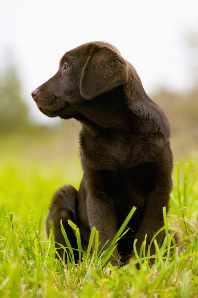 Detail of Chocolate Lab Puppy by Corbis