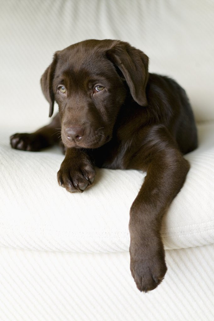 Detail of Chocolate Lab Puppy by Corbis