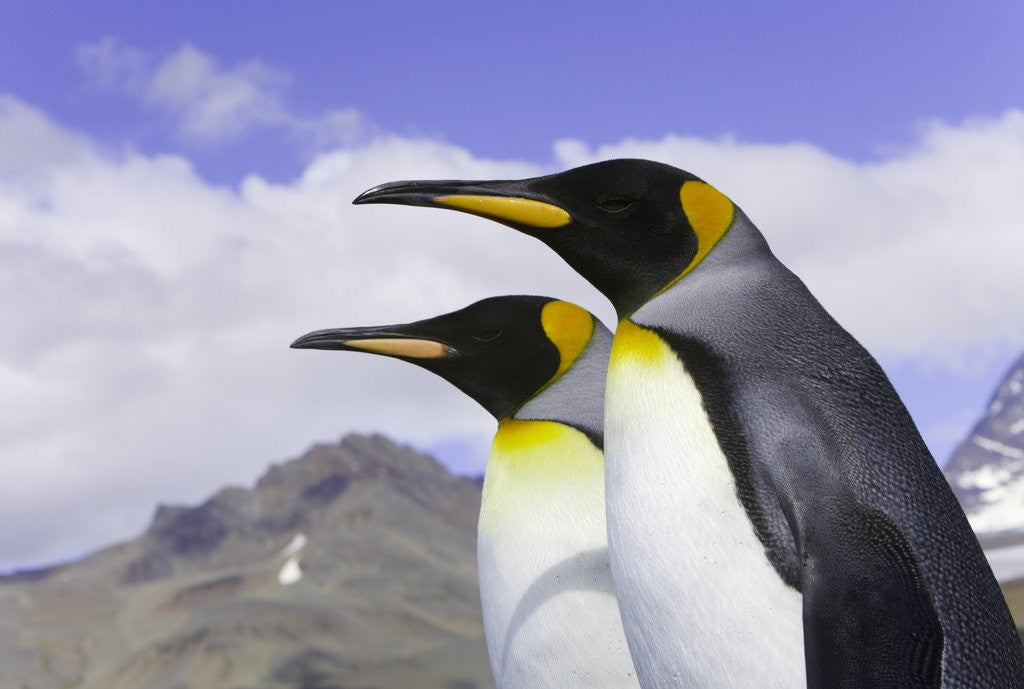 Detail of King Penguins by Anonymous
