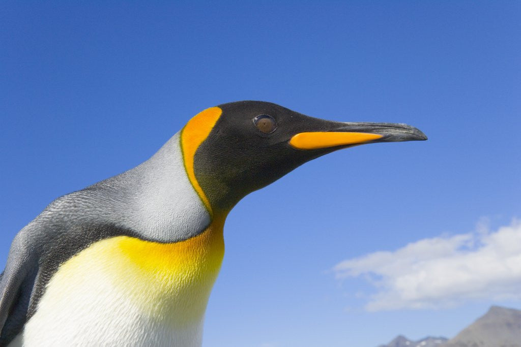King Penguin by Corbis