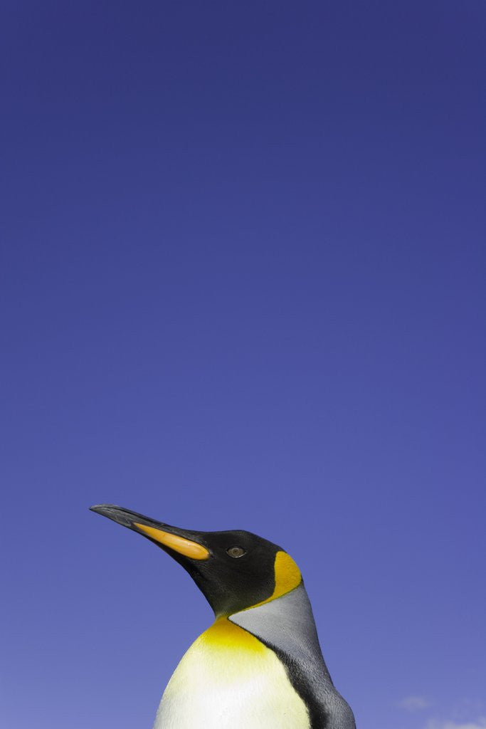 Detail of King Penguin by Anonymous