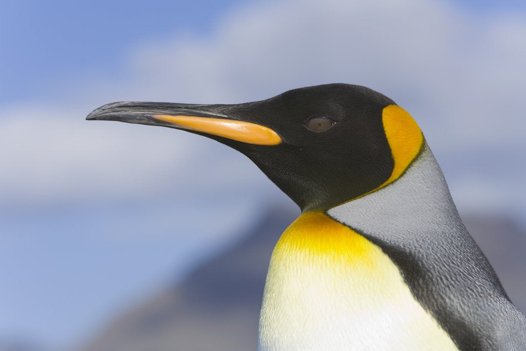 Detail of King Penguin by Corbis