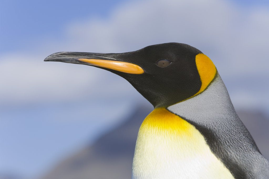 Detail of King Penguin by Anonymous