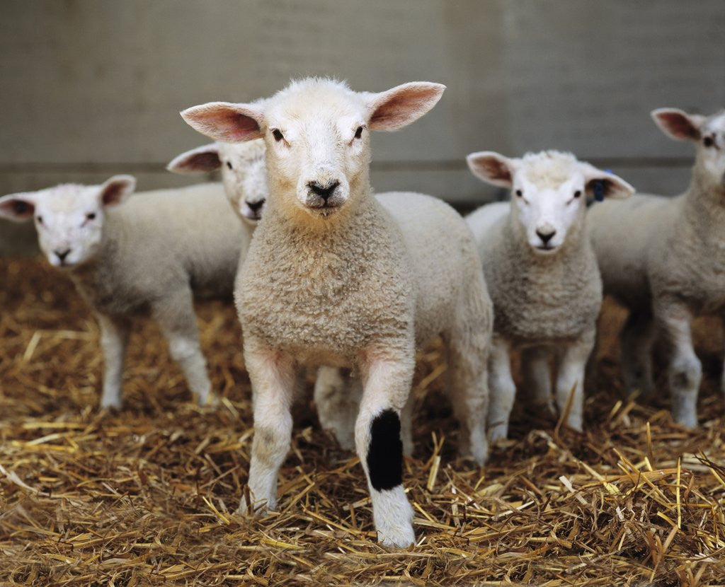 Detail of Lambs by Anonymous