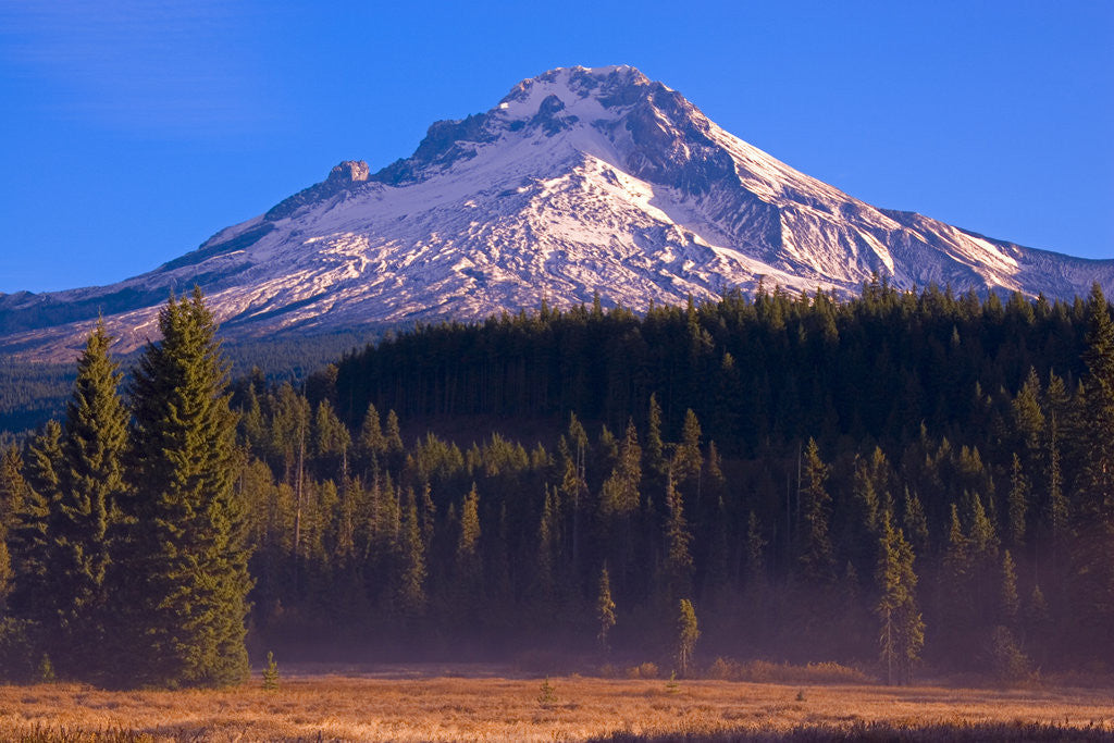 Detail of Mount Hood and National Forest by Anonymous