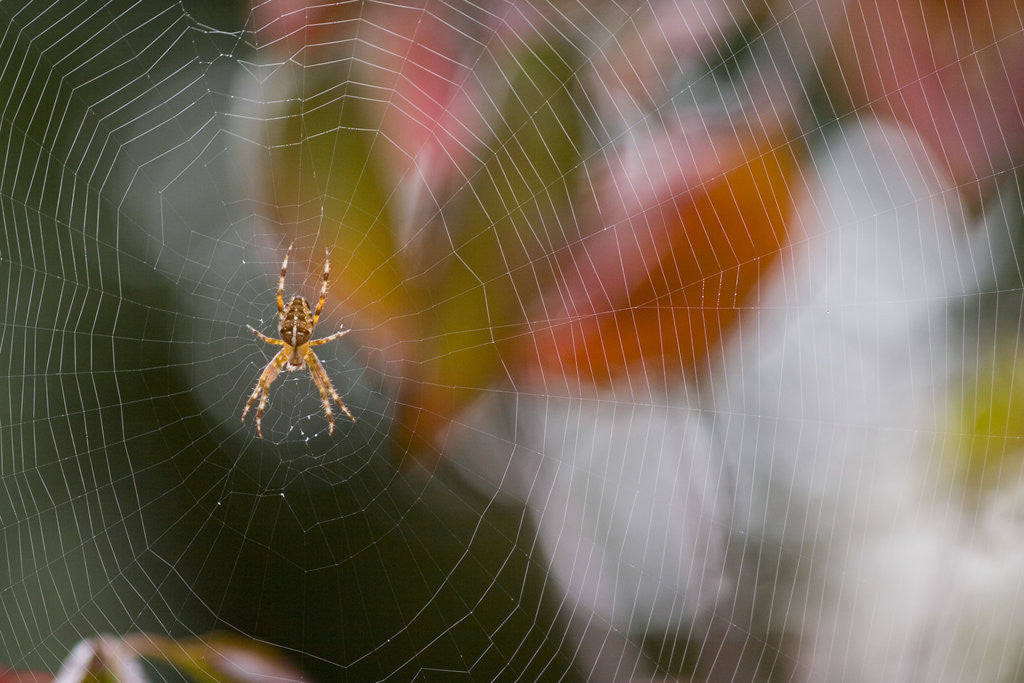 Detail of Close-up of Spider on Spiderweb by Corbis