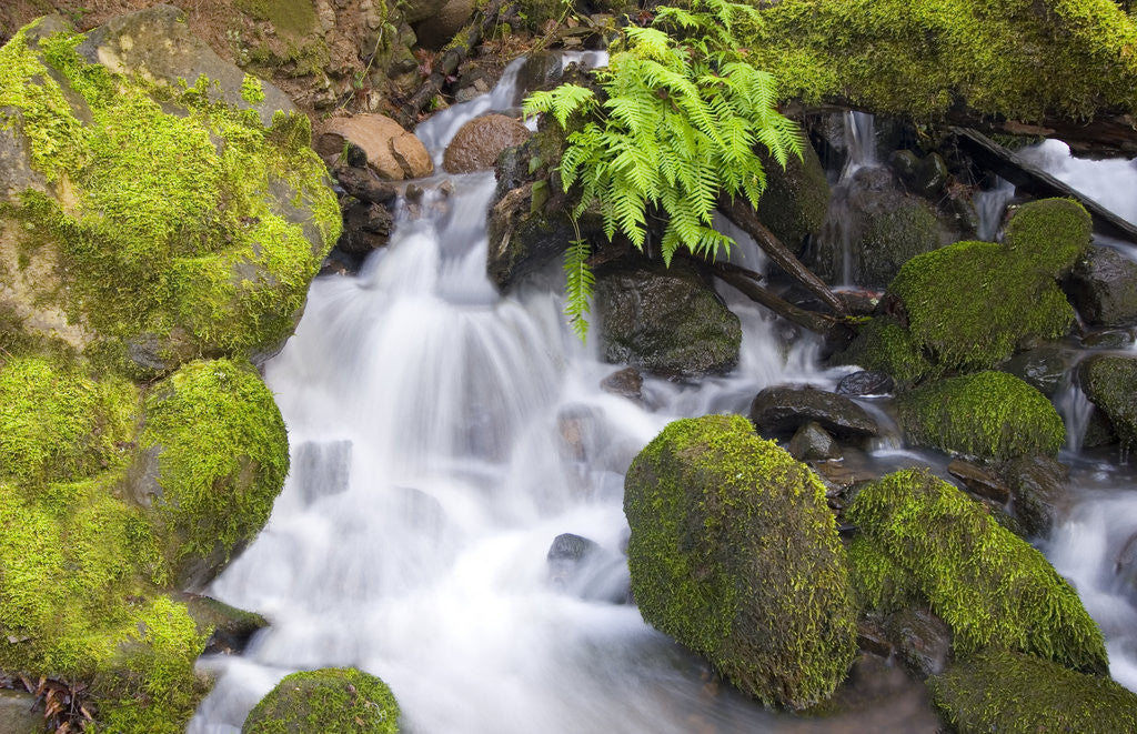 Detail of Waterfall and Mossy Rocks by Anonymous