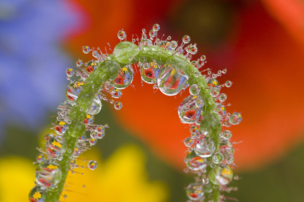 Detail of Close-up of Dew on Wildflower Stem by Corbis