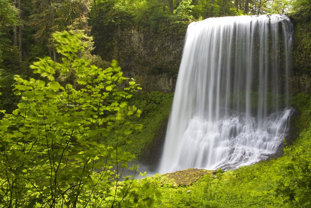 Detail of Middle North Falls and Foliage by Anonymous