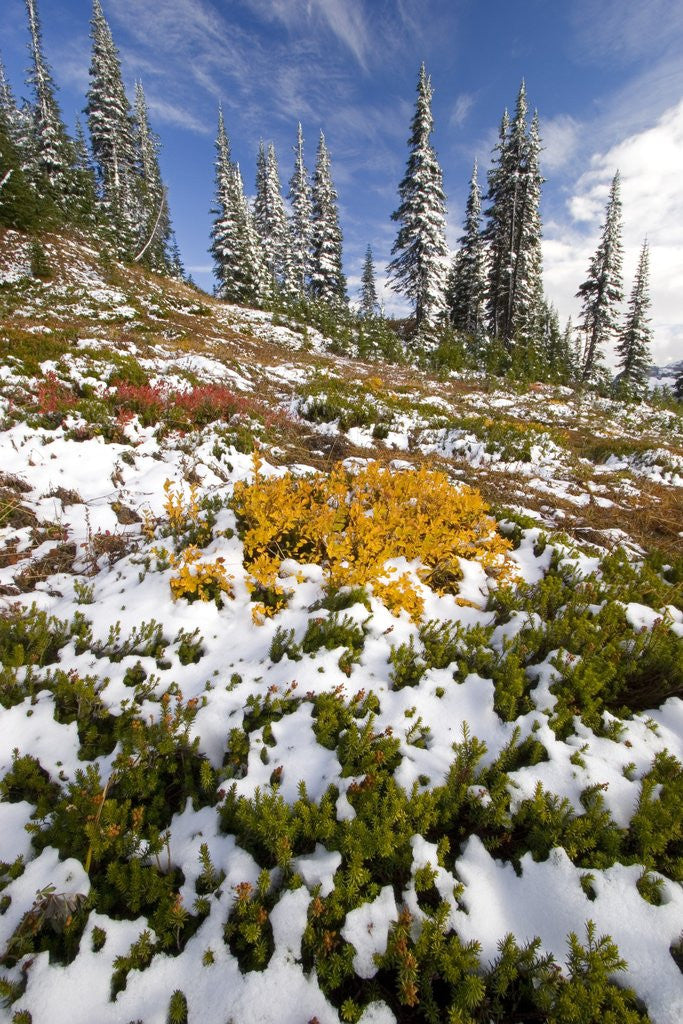Detail of Snowy Hill at Mount Rainier National Park by Corbis